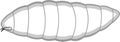 White larva of fruit fly Drosophila melanogaster